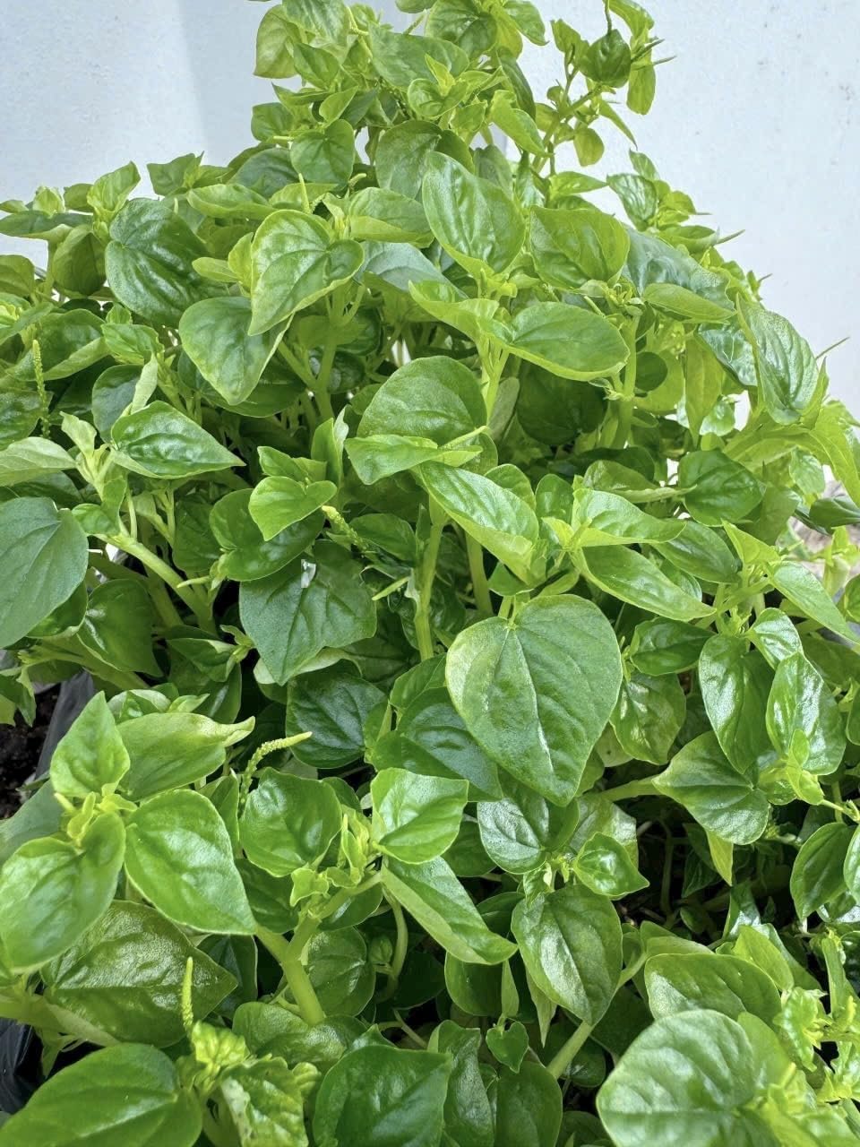 1000 Crab Claw Herb Seeds for Planting, Crab Claw Vegetable, Easy Grow