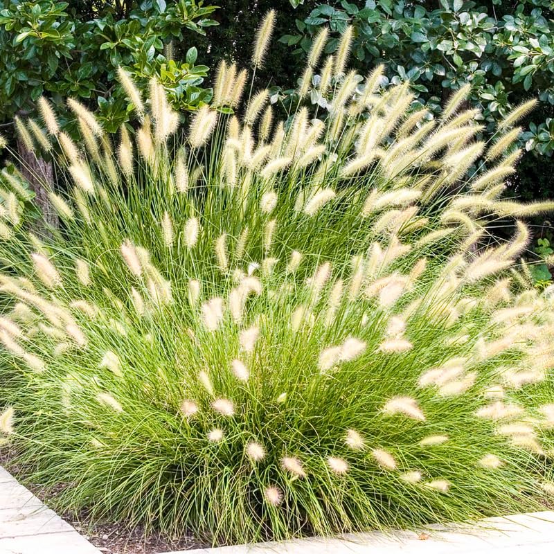 YOKEBOM 2 White Fountain Grass Plants Live for Planting, Ornamental Grass for Landscaping, Hardy Grasses Clupms 4-7 Inch Tall Well Rooted