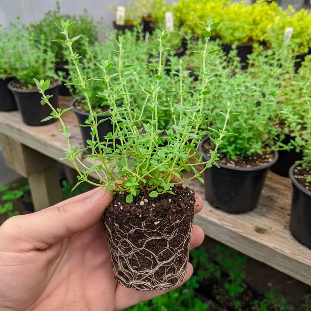 Set 3 Lemon Thyme Plants Live, Live Lemon Thyme Herbs, 4 to 6 Inches Tall, Edible and Fragrant Herb for Patio and Garden