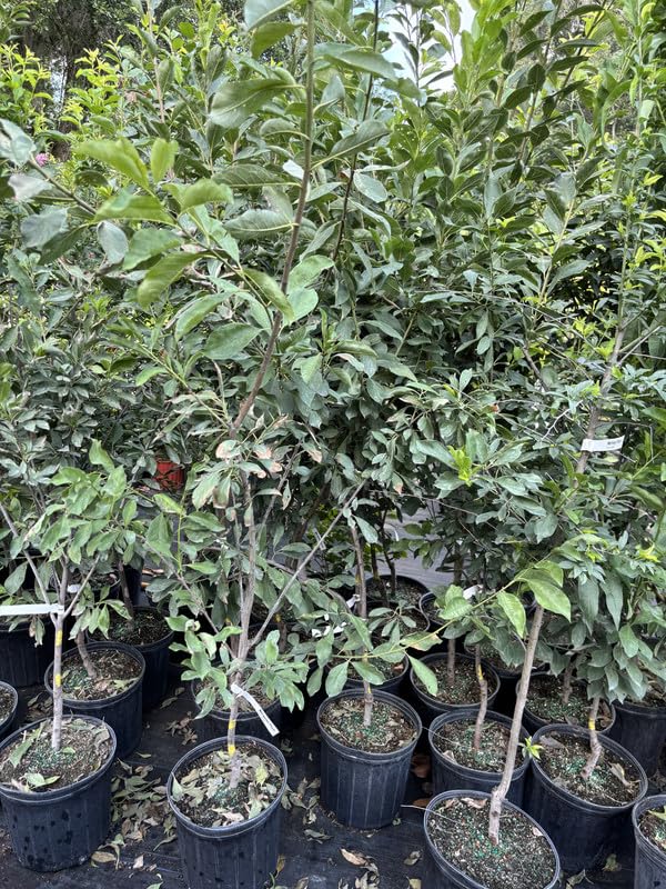 Sweet Plum Tree, 3-4 Ft Plum Fruit Plant in 3 Gallon Pot, No Ship to CA