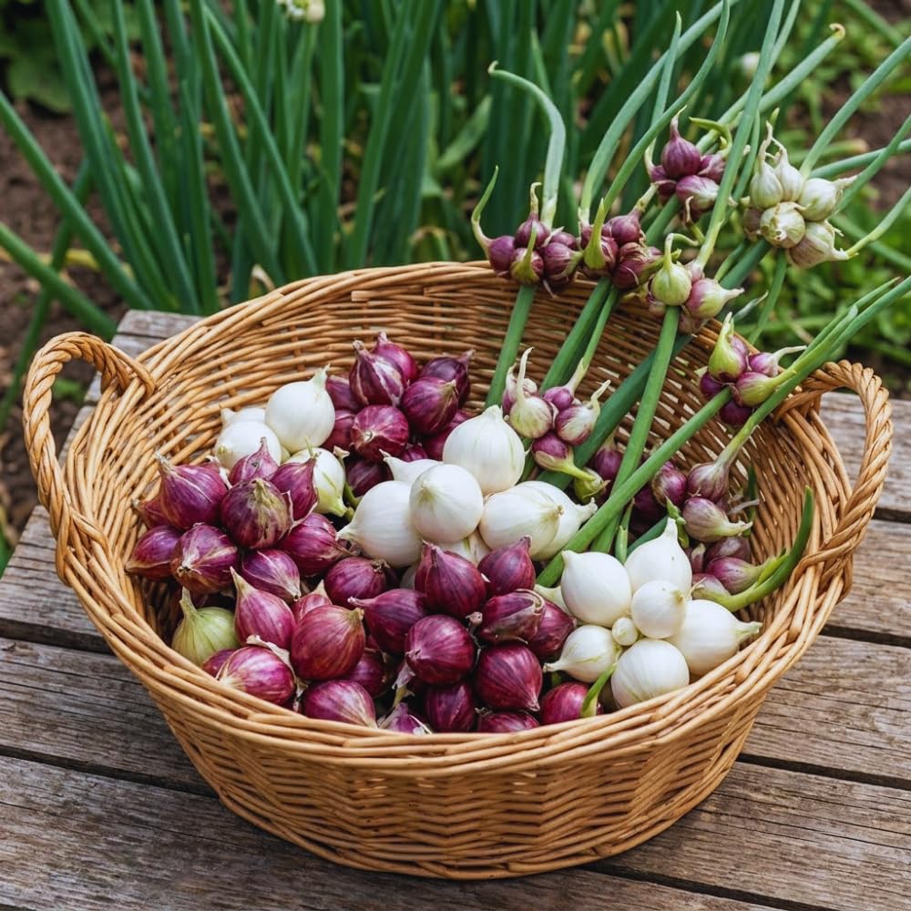 10 Egyptian Walking Onion Bulbs for Planting, Hardy Onion Tree Topset