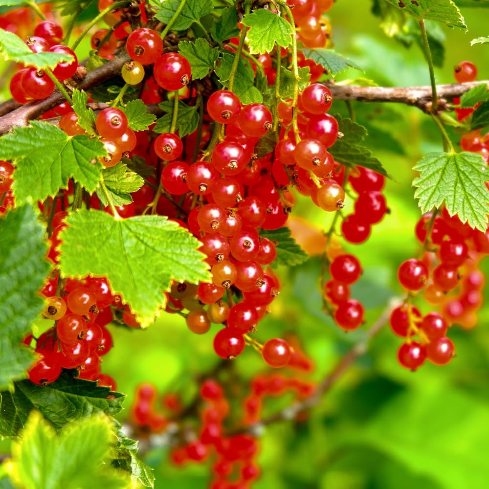 Red Currant Plant Live, Currant Bush, Fruit Bearing Berry, 3-6" Tall