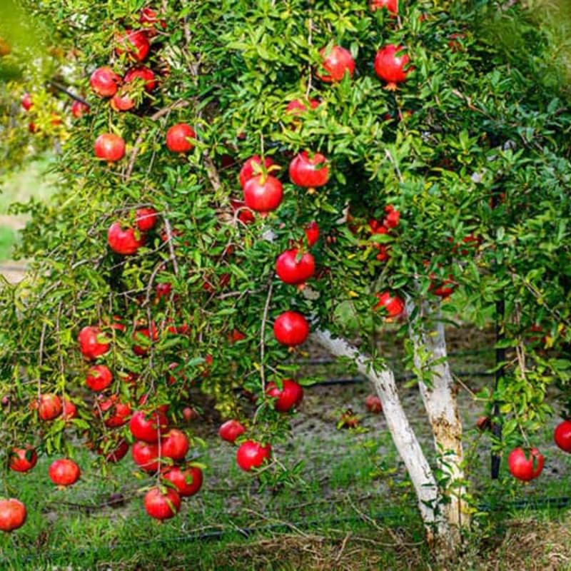 Live Pomegranate Plant, Pomegranate Tree Live Plant for Outdoor Indoor Planting, Sweet Fruit Tree 1-2 Ft Tall, Live Plant in 1 Gal Pot, No to CA