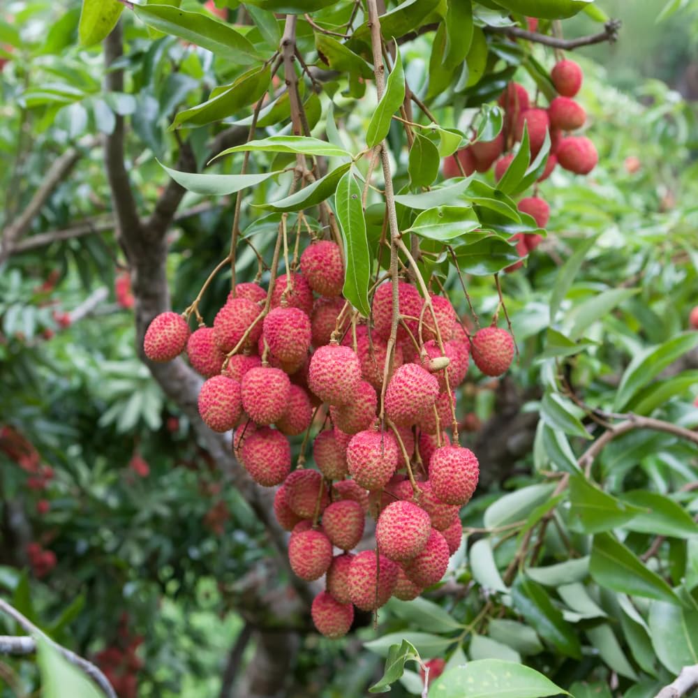 15 Sweet Lychee Seeds for Planting, Tropical Litchi Fruit Seeds to Grow
