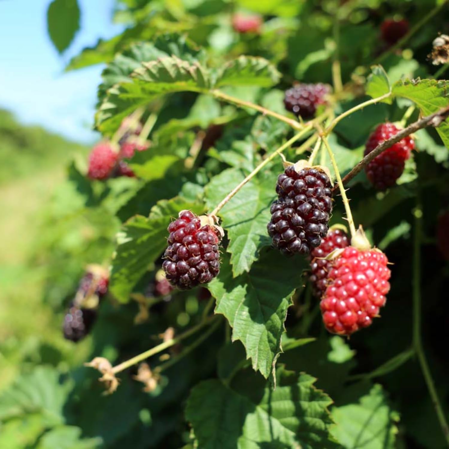 Sweet Boysenberry Plants Live, 2-Pack Boysenberry Seedlings, Fast Growing Fruit Plants, 5-9 Inch Tall