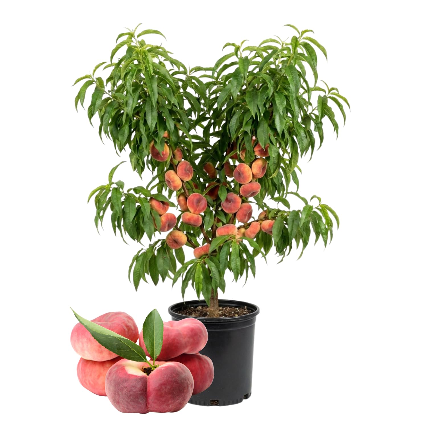 Donut Peach Tree 2-3 Feet Tall in 3 Gallon Pot, Hardy Sweet Flat Peach Fruit Tree,Ready to Bear Fruits, No Ship to CA