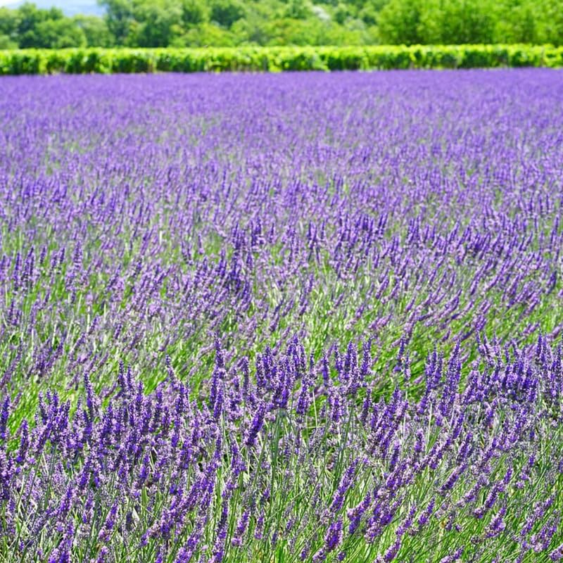 Set 2 Provence Lavender Plants Live, Fragrant Lavender Herb Plant for Border and Container Growing, Perennial Lavenders Plugs 3-5'' Tall