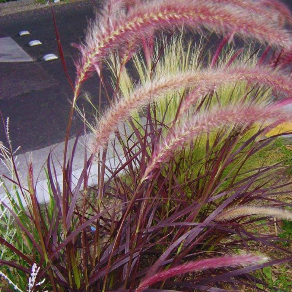 2 Purple Fountain Grass Plants Live, 5 to 7 Inches Tall, Ornamental Grass Plant for Growing Indoor Outdoor