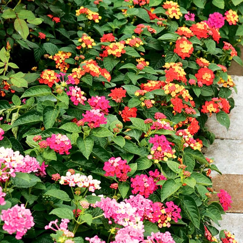 Pack 4 Lantana Plants Live, Hardy Flowering Perennial for Outdoor Planting, 4-8 Inches Tall, Mixed Blooms