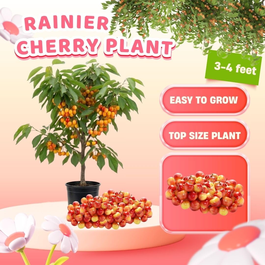 Rainier Cherry Trees Live Plants 3-4 Feet Tall, Sweet Cherry Fruit Plants Live 3 Gallon Pot, Hardy Fruit Trees for Planting in Garden, No Ship to CA