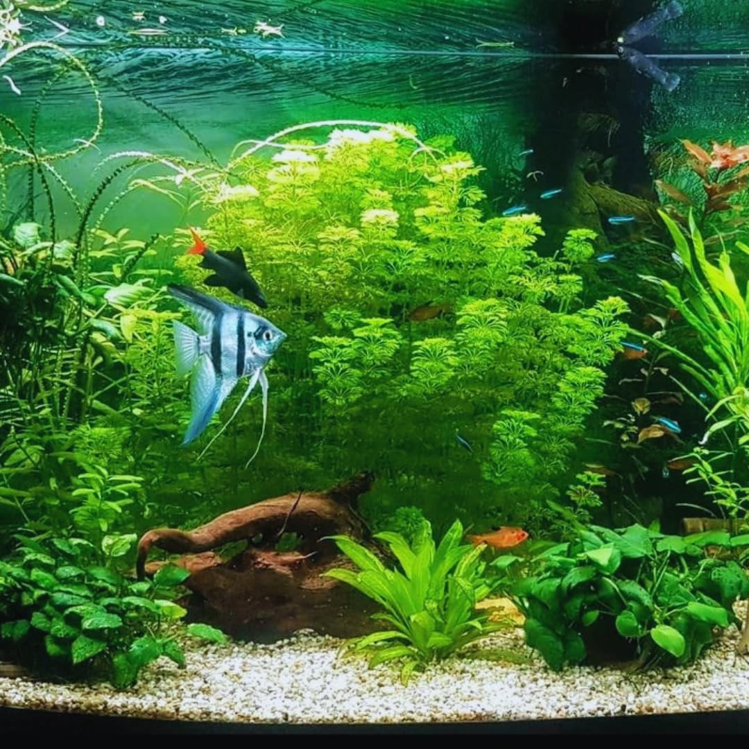 Green Cabomba Plants, Cabomba Aquarium Plants Live, 14 Stems, Live Aquarium Plants from 4 to 7 Inches Tall, Live Cabomba Plant Aquatic Freshwwater Plant Live