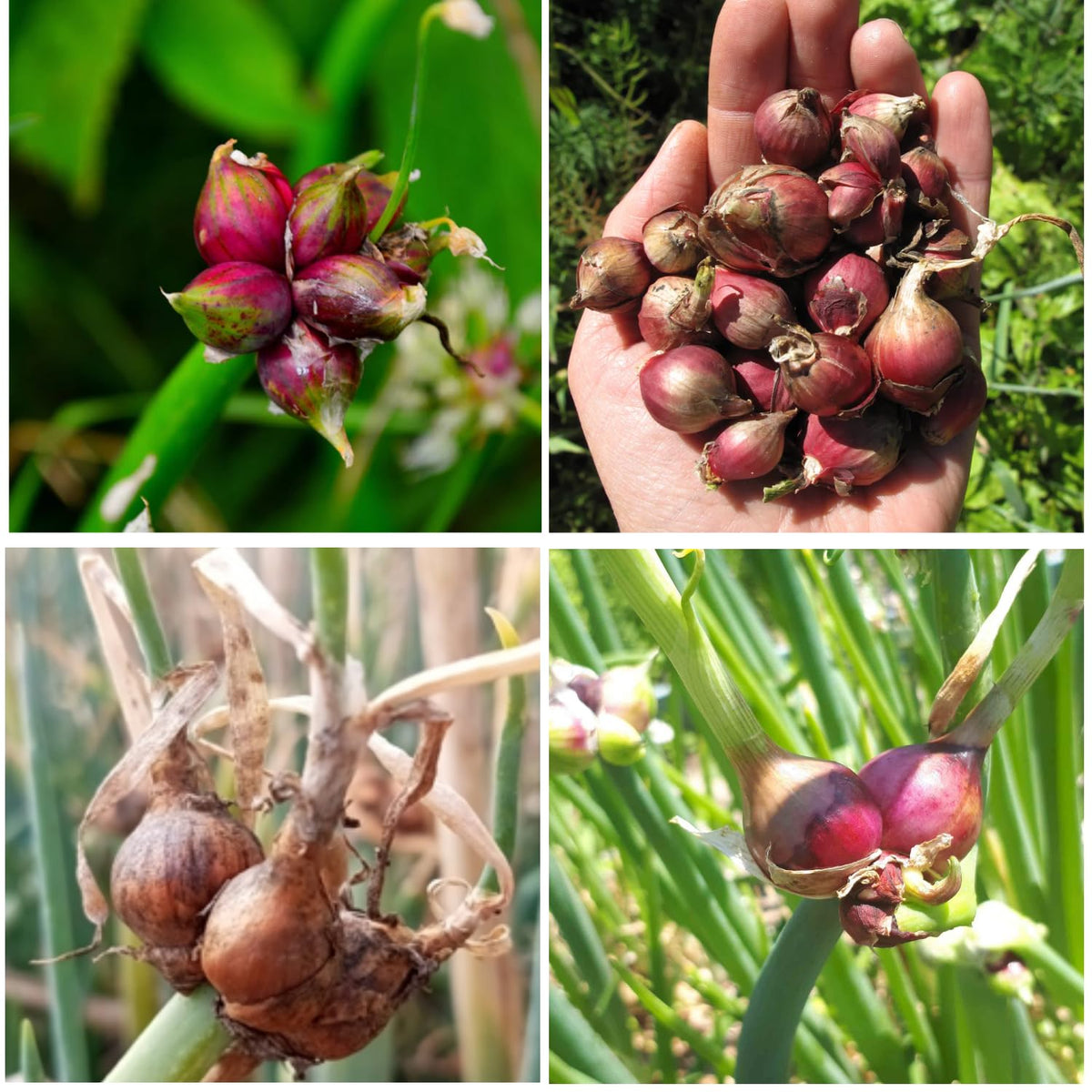 5 Hardy Walking Onion Live Plants, Fresh Vegetable Plant, 4 Inch Tall
