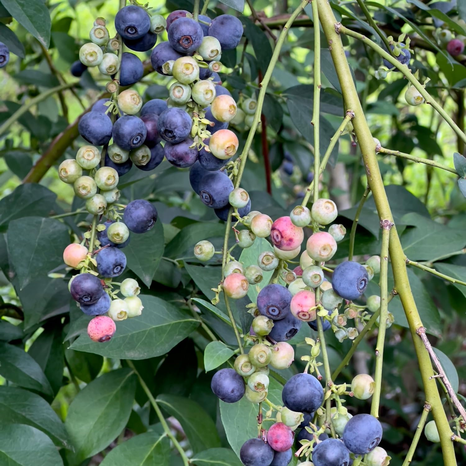 Blueberry Plant 2-3 Feet Tall in 2 Gallon Pot, Live Fruit Bush for Garden, Patio Containers, Backyard Growing, No CA (Heavy Yield)