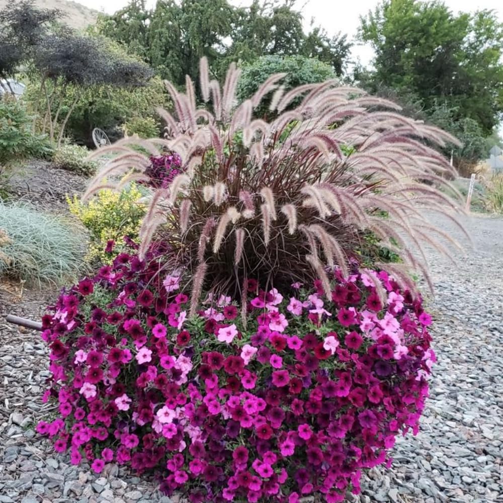 2 Purple Fountain Grass Plants Live, 5 to 7 Inches Tall, Ornamental Grass Plant for Growing Indoor Outdoor