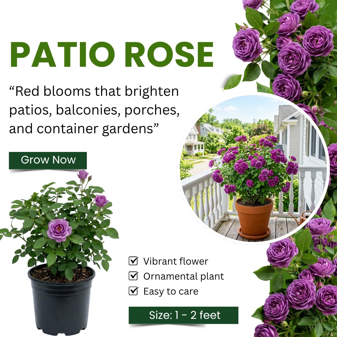 Purple Rose Plant Live, Mini Patio Rose Live Plant in 3 Gallon Pot, 1 Feet Tall, Compact Blooming Rose for Containers and Gardens, No Ship to CA