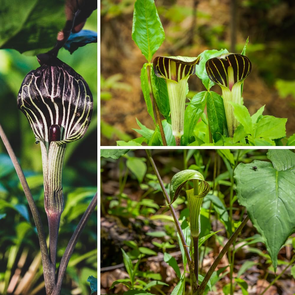 5 Jack in The Pulpit Bulbs for Growing Indoor Oudoor, Tuber Ready to Grow
