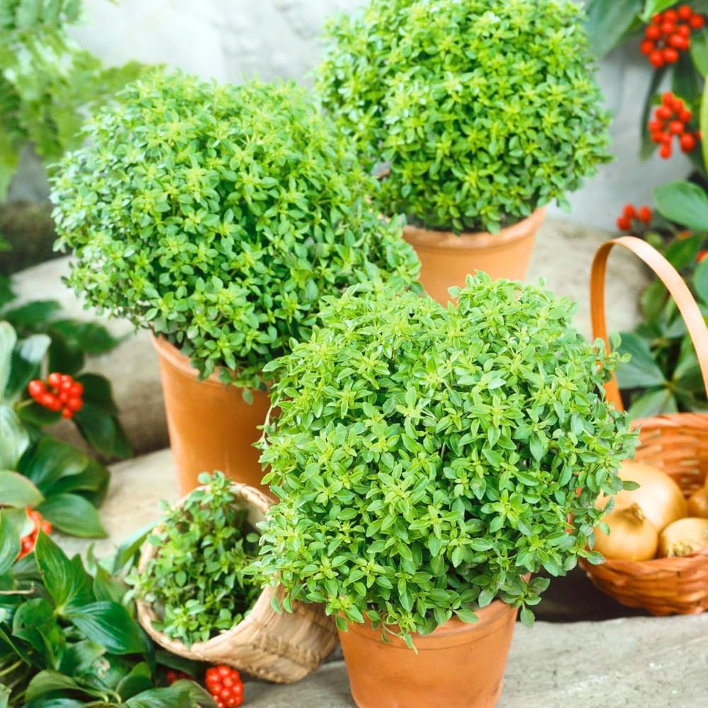 Pack 6 Greek Basil Plants Live, 4-7 Inches Tall, Fragrant Culinary Herb Indoor Outdoor Home Garden, Well-Rooted