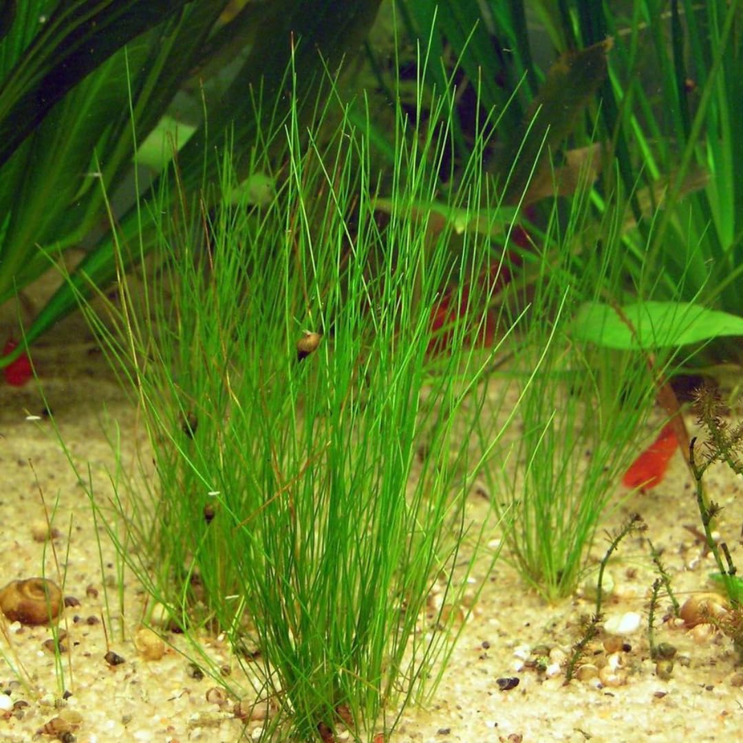 Dwarf Hairgrass Aquarium Plant Live for Growing
