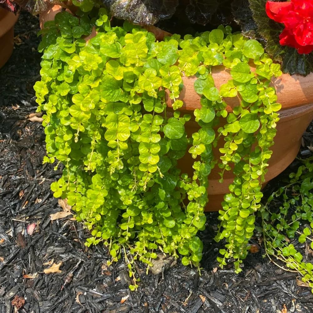 Set 2 Creeping Jenny Live Plant, Starter Plant from 1 to 3 Inches Tall for Groundcover, Vibrant Foliage, Ready for Planting