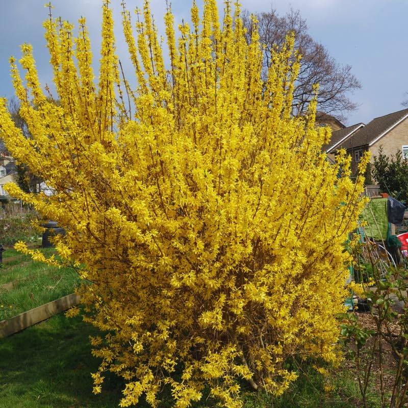 Forsythia Tree Live Plant, Lynwood Forsythia Bush Plant Live, 6 to 12 Inches, Yellow Flower