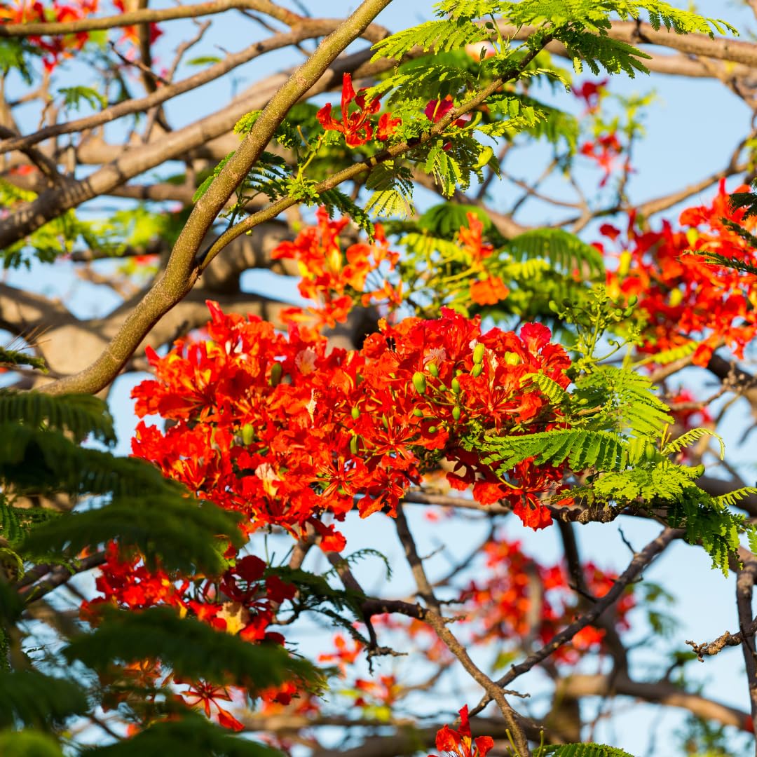 Tropical Red Flamboyant Tree Live Plant, Royal Poinciana Flowering Tree, 2-3 Feet Tall in 1 Gallon Pot for Backyard Landscapes, No Ship to CA