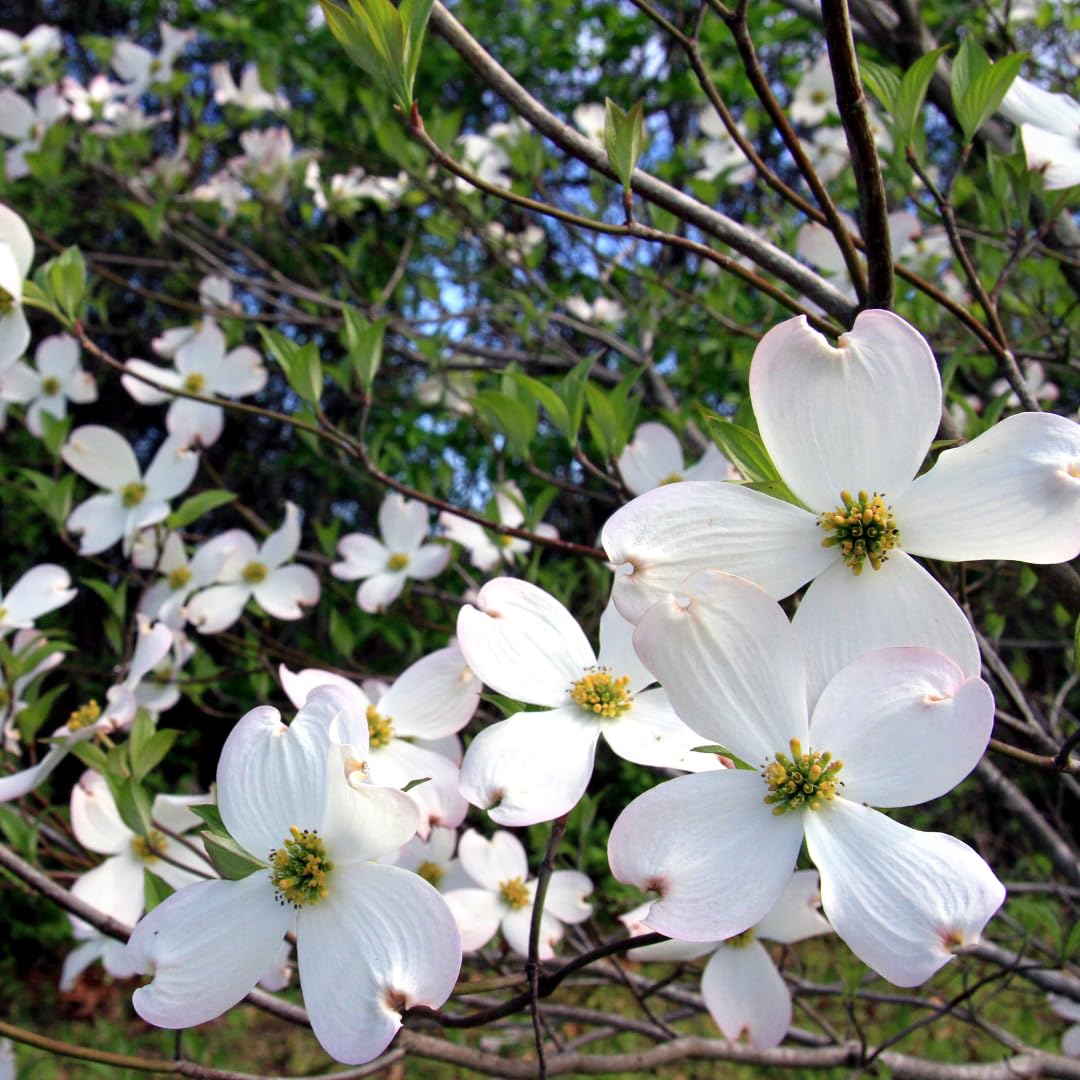 Live Dogwood Tree Plant, White Flowering Dogwood, 1 Feet Tall for Planting