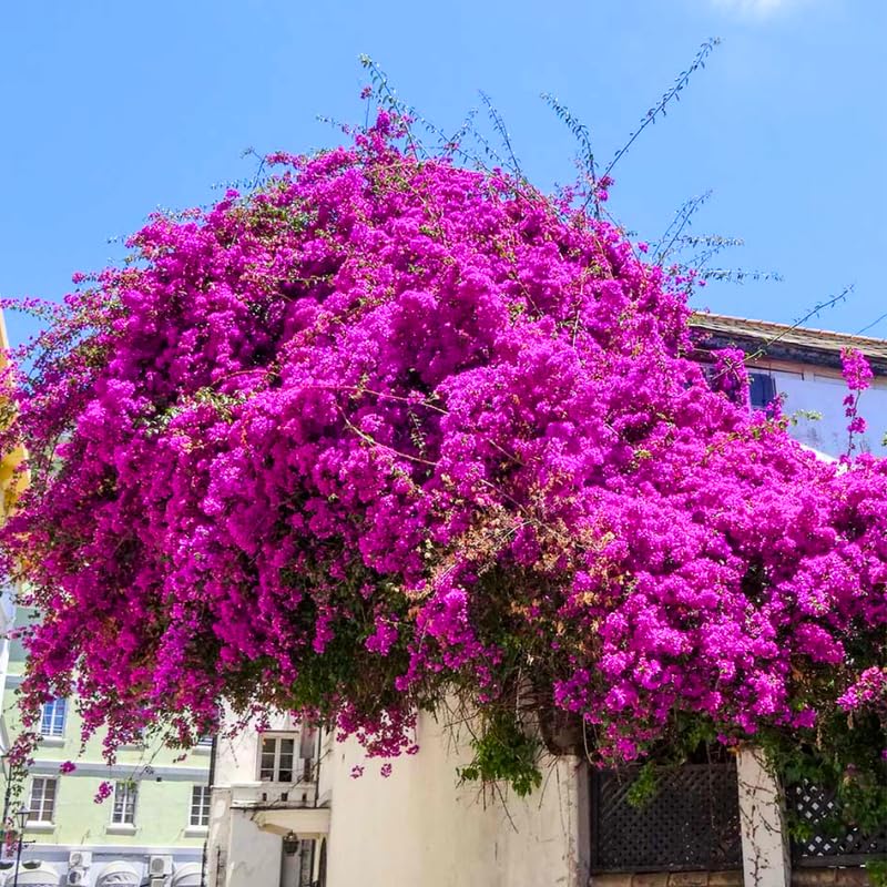 3 Deep Pink Bougainvillea Plants Live, 4-8” Tall Well-Rooted Bougainvillea Vine Flower Plants, Tropical Climbing Plants, No Pot