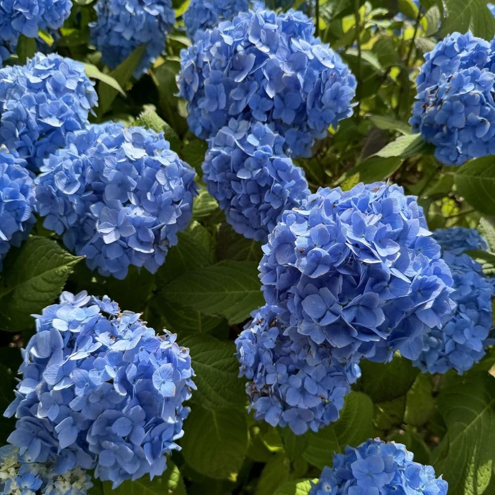 Hydrangea Blue Live Plant 1-1.5 ft Tall, Hydrangea Bush Plant, Outdoor Flowering Shrub, Garden Landscaping Plant, Hardy Perennial with Vibrant Blue Blooms, Bare Root