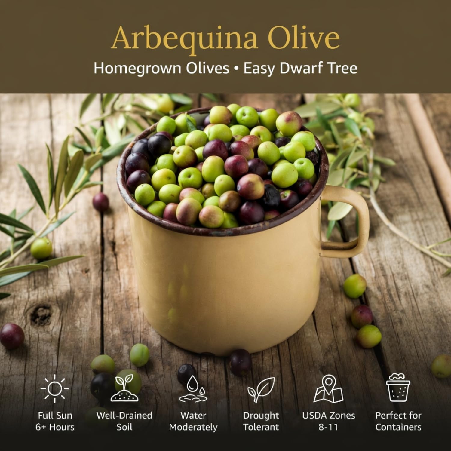 Live Olive Tree 2-3 Ft Tall, Compact Olive Tree for Outdoor or Container Planting, Ready to Grow, 1 Gallon Potted Plants, No CA