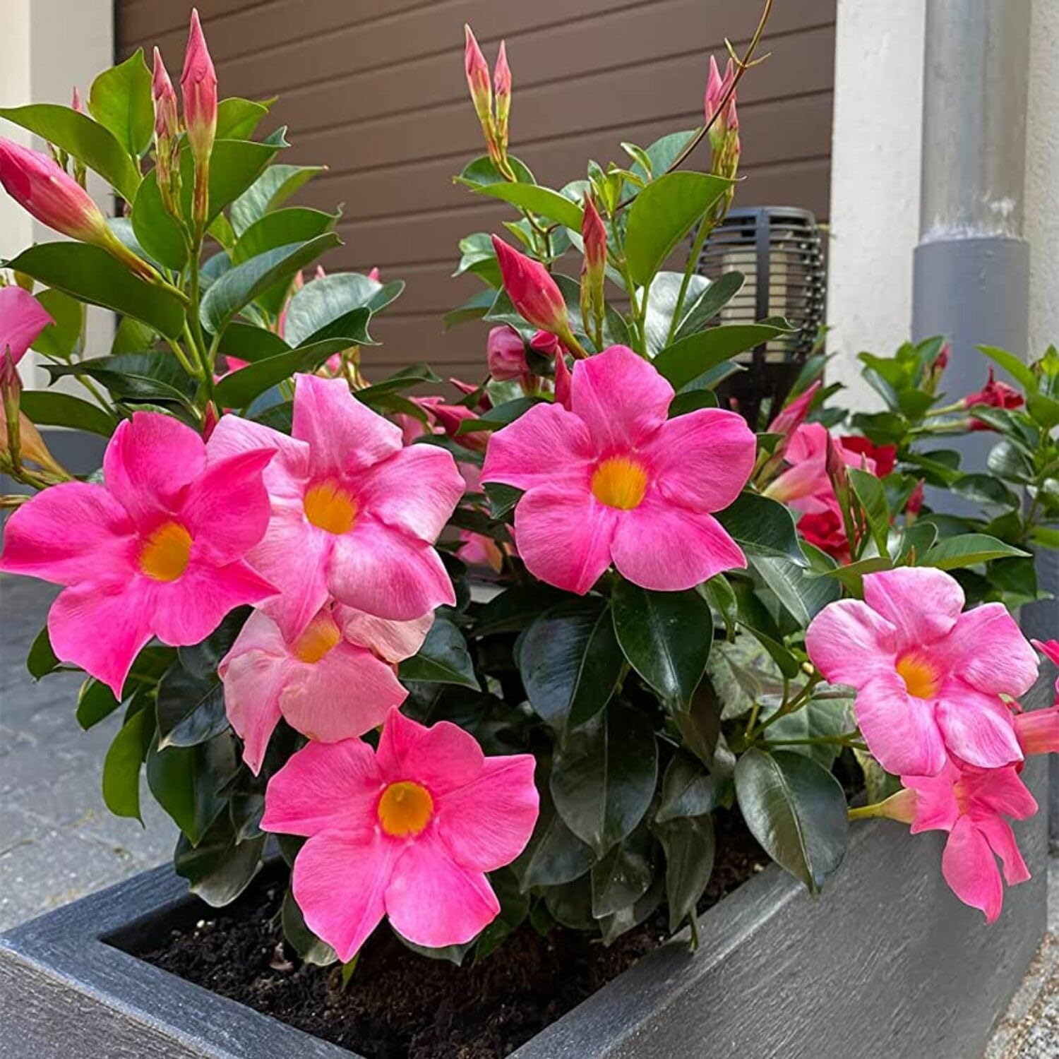 2 Mandevilla Live Plant Vine, Mandevilla Plants Live 5 to 8 Inc Tall Plant Growing Perennial Flowers (Pink)