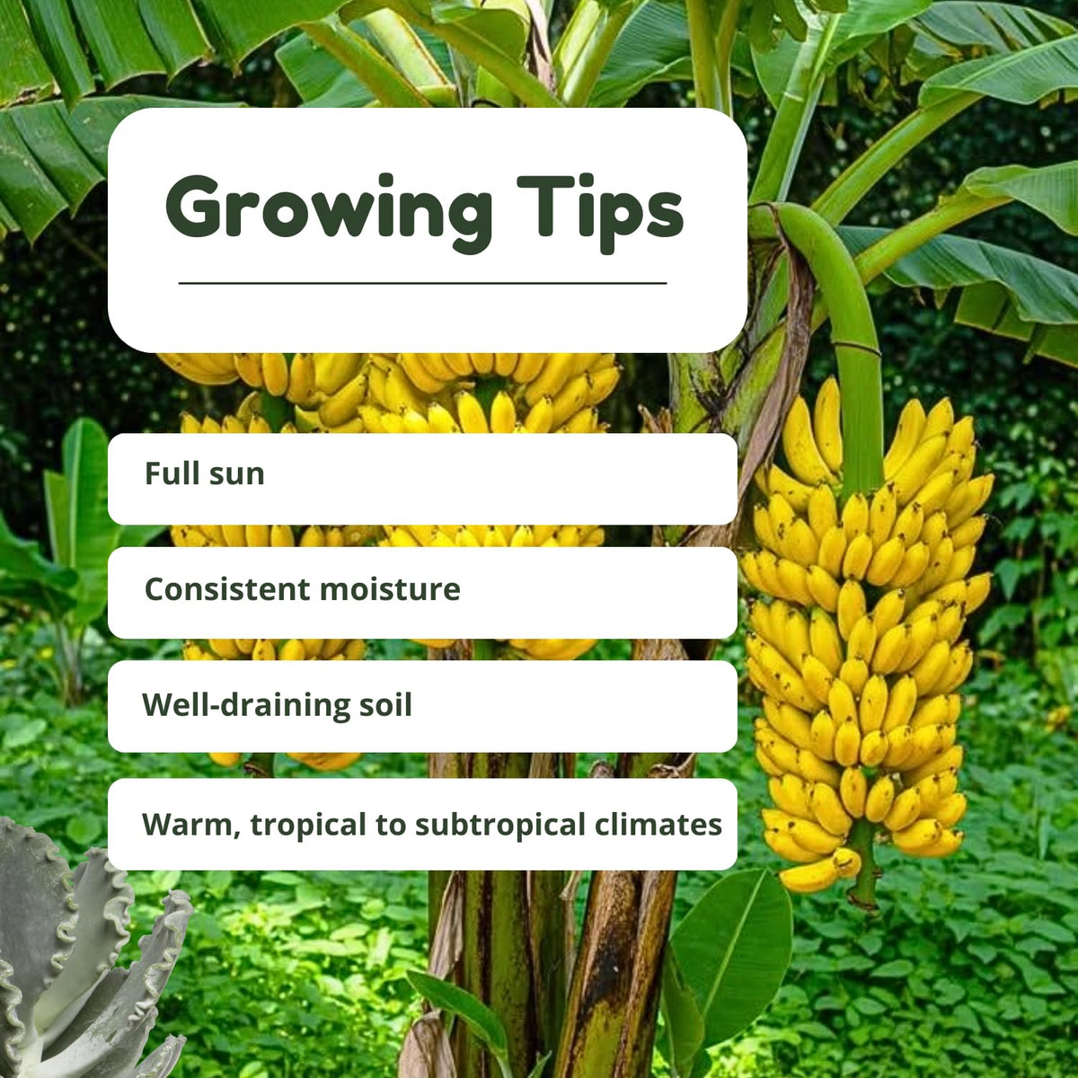 Ice Cream Banana Tree Live Plant, Blue Banana Fruit Plant Well Rooted, 5 to 7 Inch Tall, No Pot