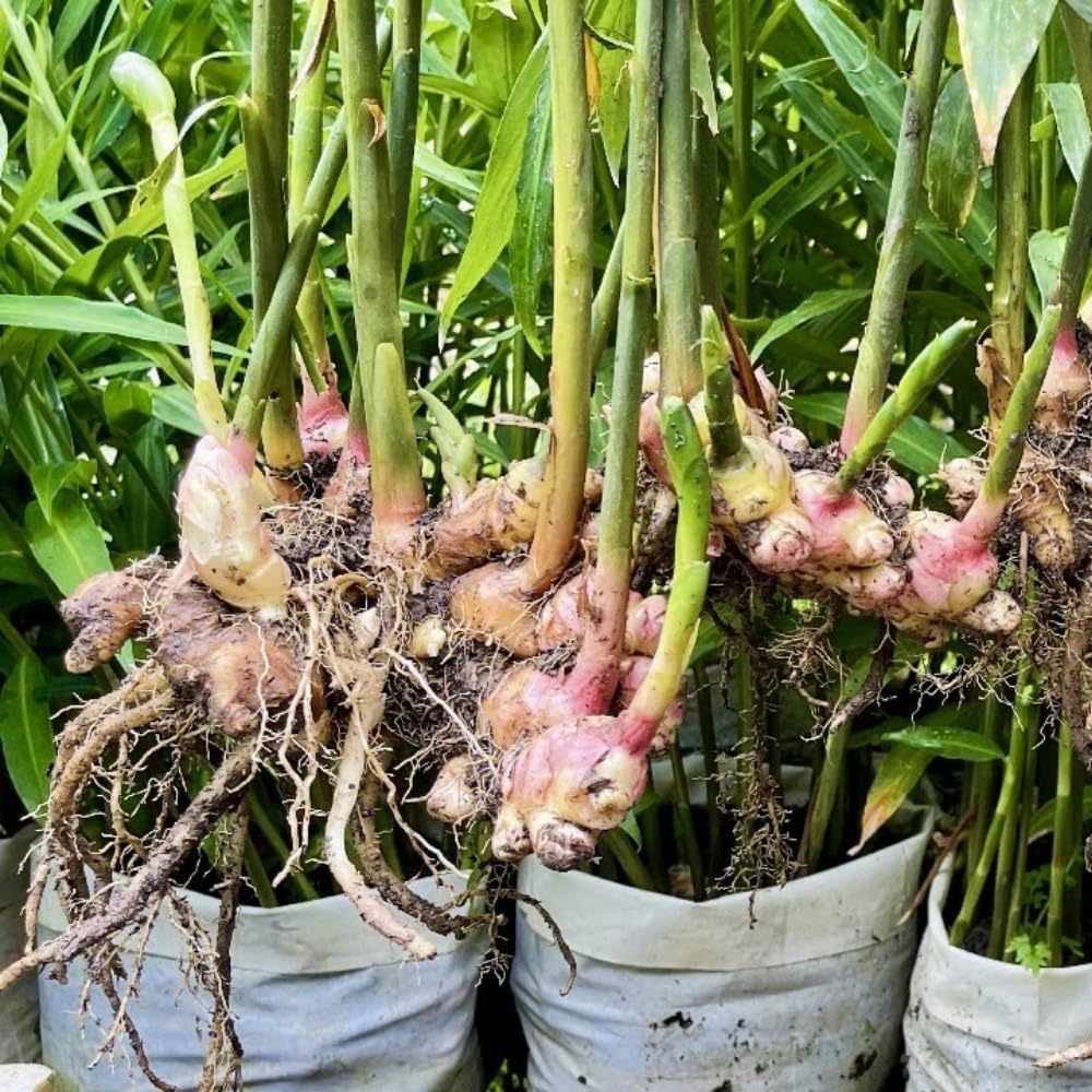 Set 3 Ginger Zingiber Plants Live Well Rooted Plant, 4-8” Tall, Great for Indoor Outdoor Growing