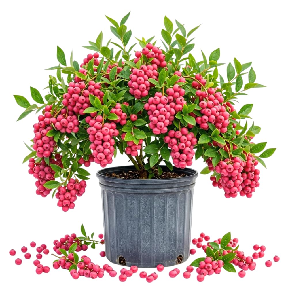Pink Lemonade Blueberry Live Plant, 1 Feet Tall in 1 Gallon Pot, Blueberry Live Plant, Sweet Edible Pink Blueberries, Outdoor Container Garden, No Ship to CA