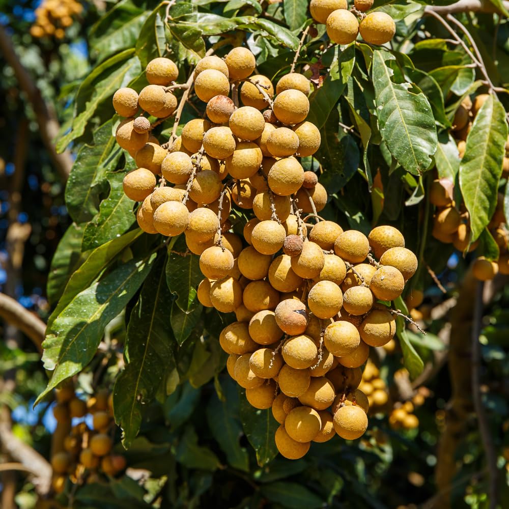 Longan Tree, Sweet Longan Live Plant, Outdoor Garden Planting from 2 Ft Tall, No Ship CA