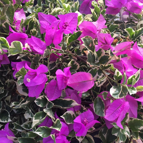 2 Bougainvillea Plants Live, Bougainvillea Flower Vine Plant, Indoor Outdoor Garden 4-7 Inches (Blueberry Ice)