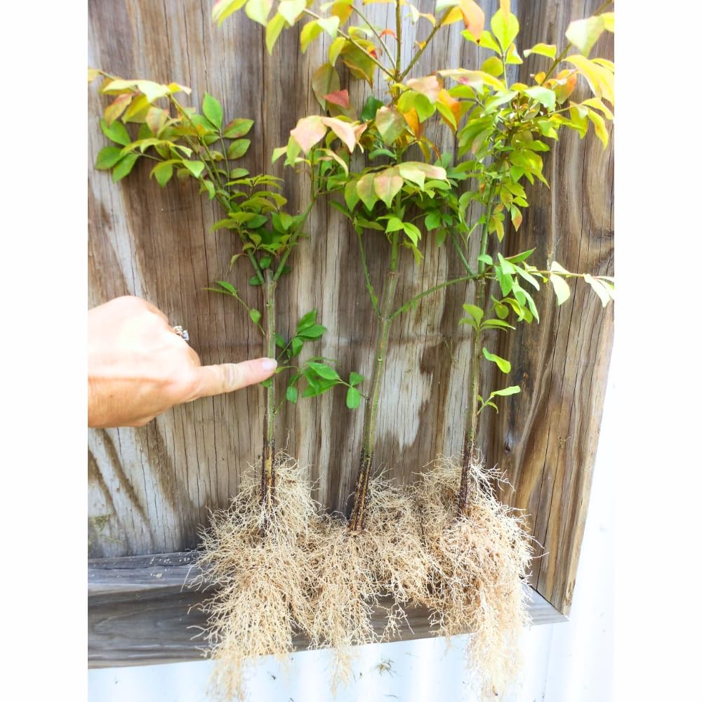 10 Dwarf Burning Bush Bare Root Plants, 4-8" Tall, Hardy Ornamental Shrub, No Ship to NY, NH, MA, VT
