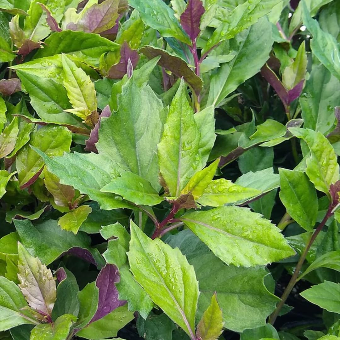 Sets 4 Spinach Okinawa Live Plants Starter, 4-6 Inc Tall Starter, High Yield, Easy to Grow