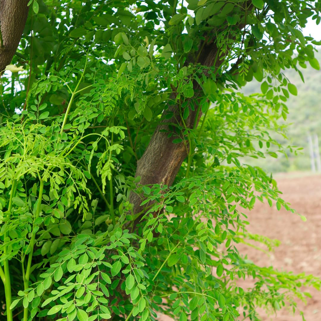 Moringa Tree Live Plant, 1 to 2 Feet Tall in 1 Gallon Pot, Fast Growing Moringa Oleifera Tree for Container or Backyard Garden Growing, No Ship to CA