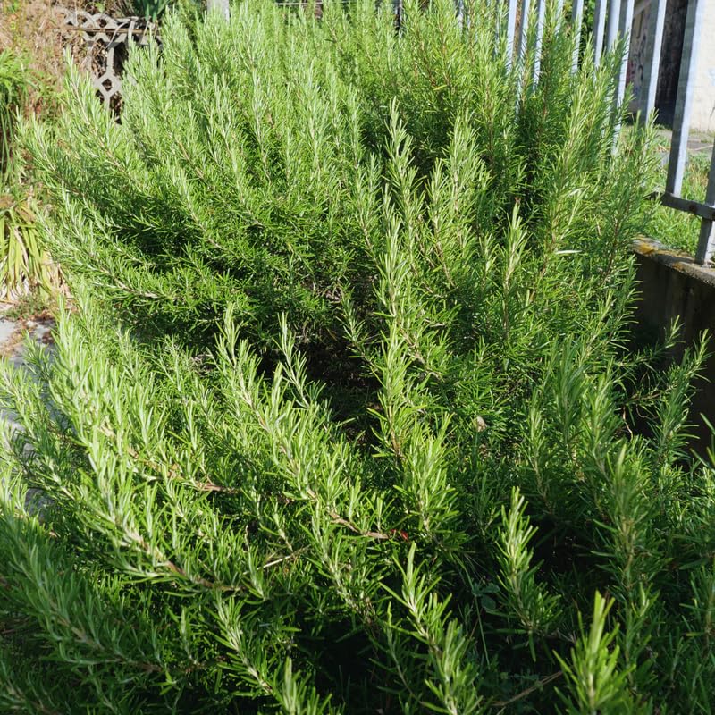 3 Blue Rosemary Plants Live, Live Rosemary Plants, 4 Inc Tall, Fragrant Herb Plant Outdoor Indoor
