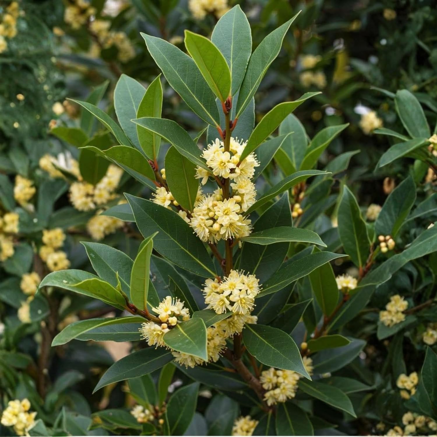 Bay Leaf Tree Live Plant, 4-7 Inches Well Rooted, 6 Months Old Laurus Nobilis Live Plant, Sweet Bay Laurel for Outdoor Garden