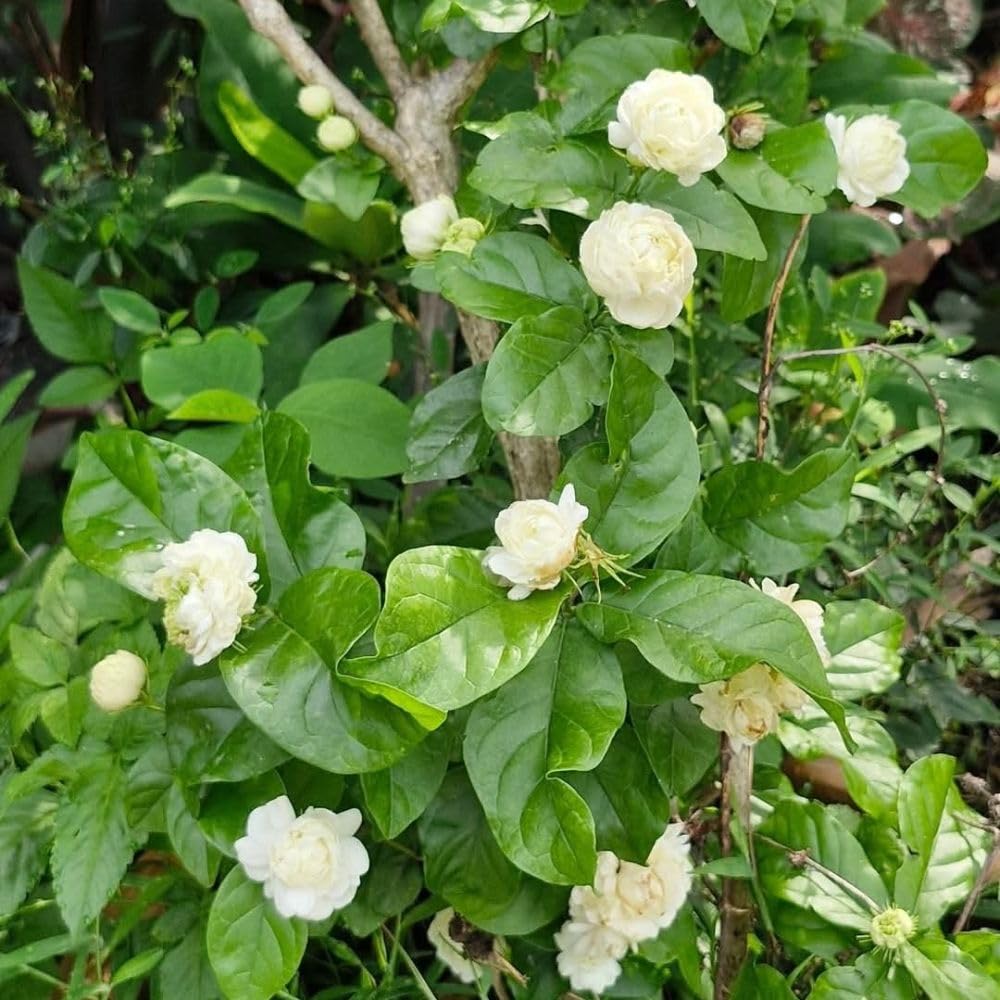 Grand Duke of Tuscany Jasmine Plant 3 Gallon Pot, 2-3ft Tall, Fragant Arabian Jasmine Tree for Garden, No Ship to CA