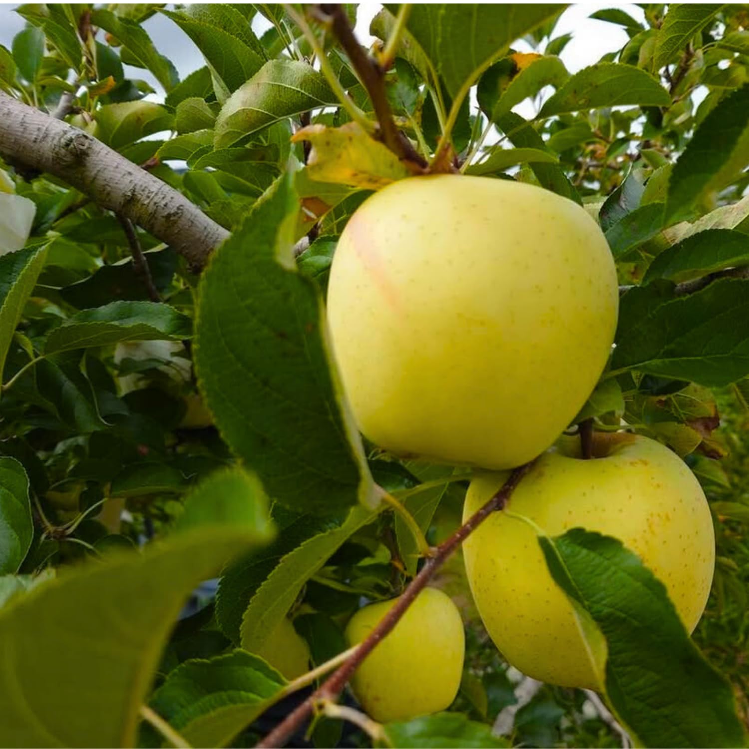 Delicious Apple Tree Live Plant, 3 Gallon Pot from 2 to 3 Feet Tall, Apple Trees Live Plants, Fruit Tree for Outdoor Gardening, No Ship to CA (Golden)