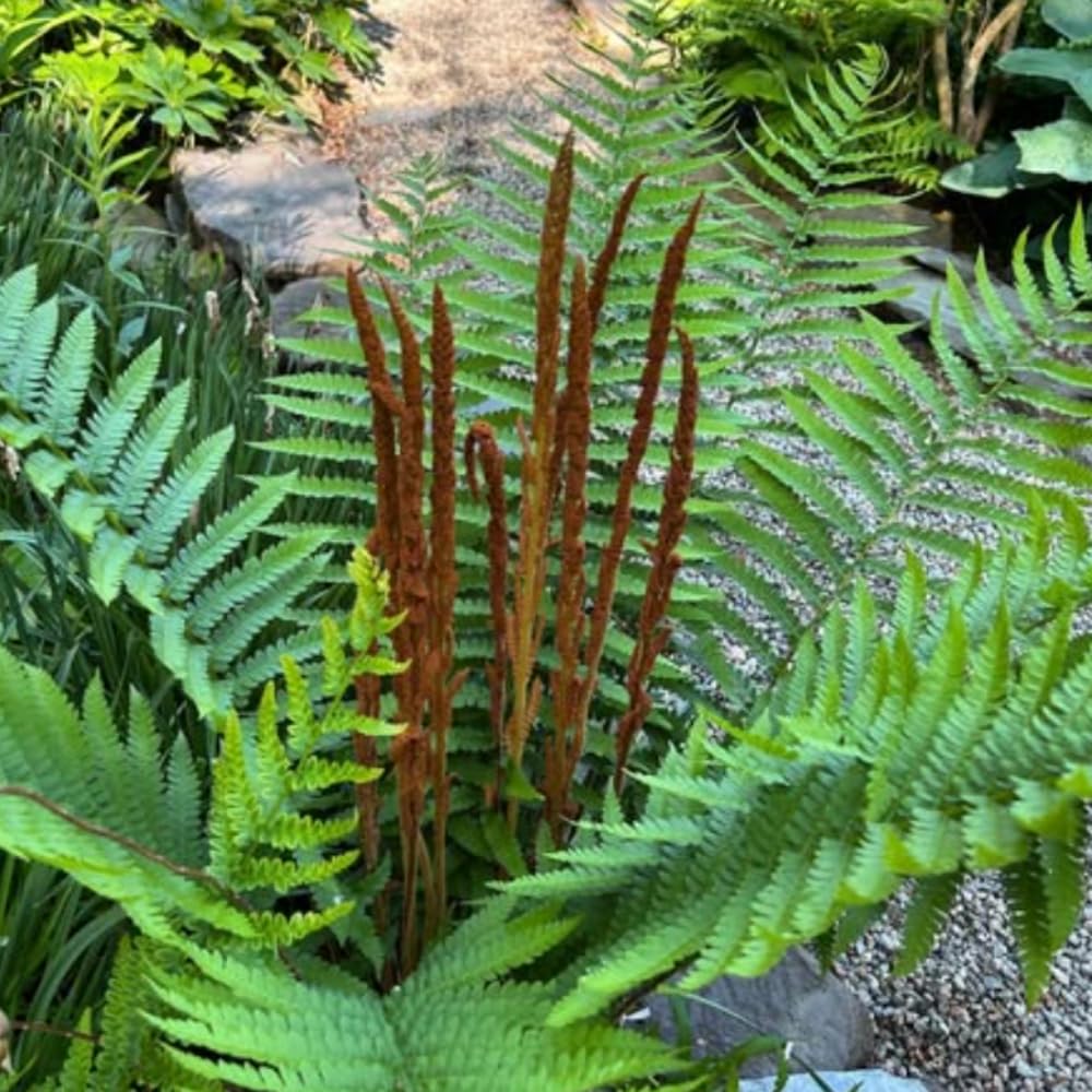5 Cinamon Ferns Roots Outdoor Indoor, Live Ferns Rhizomes for Outdoors, 3 to 5 Inc Tall for Gardening