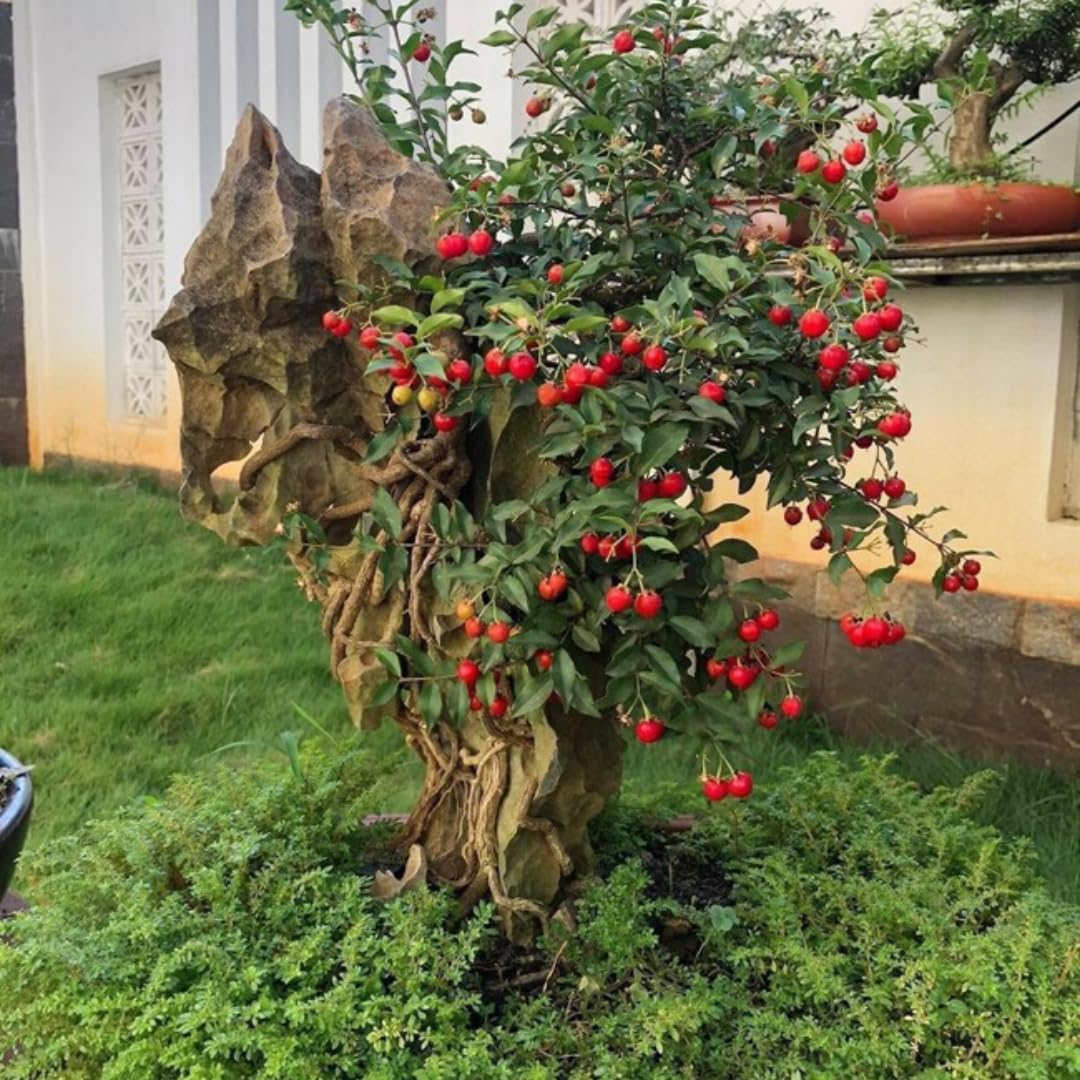 Sets 4 Barbados Cherry Tree Live Plant, 6 Months Old High Yielding Sweet Cherry Tree 4-6" in Tall, No Pot, Cold Hardy, Outdoor Planting