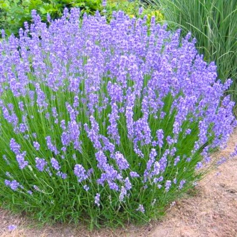 Pack 4 Phenomenal Lavender Plants Live, 4–8" Tall, Fragrant Lavender Flower Lavandula Perennial Well-Rooted, No Pot