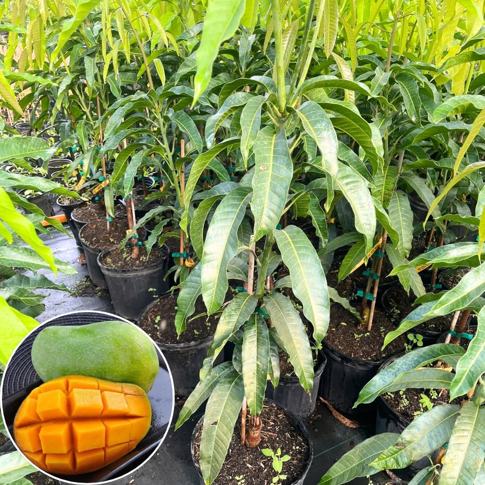 Cream Mango Tree Live Plant for Planting, Grafted Mango Plant in 3 Gallon Pot, Fast Growing Tropical Fruit Tree Seedlings