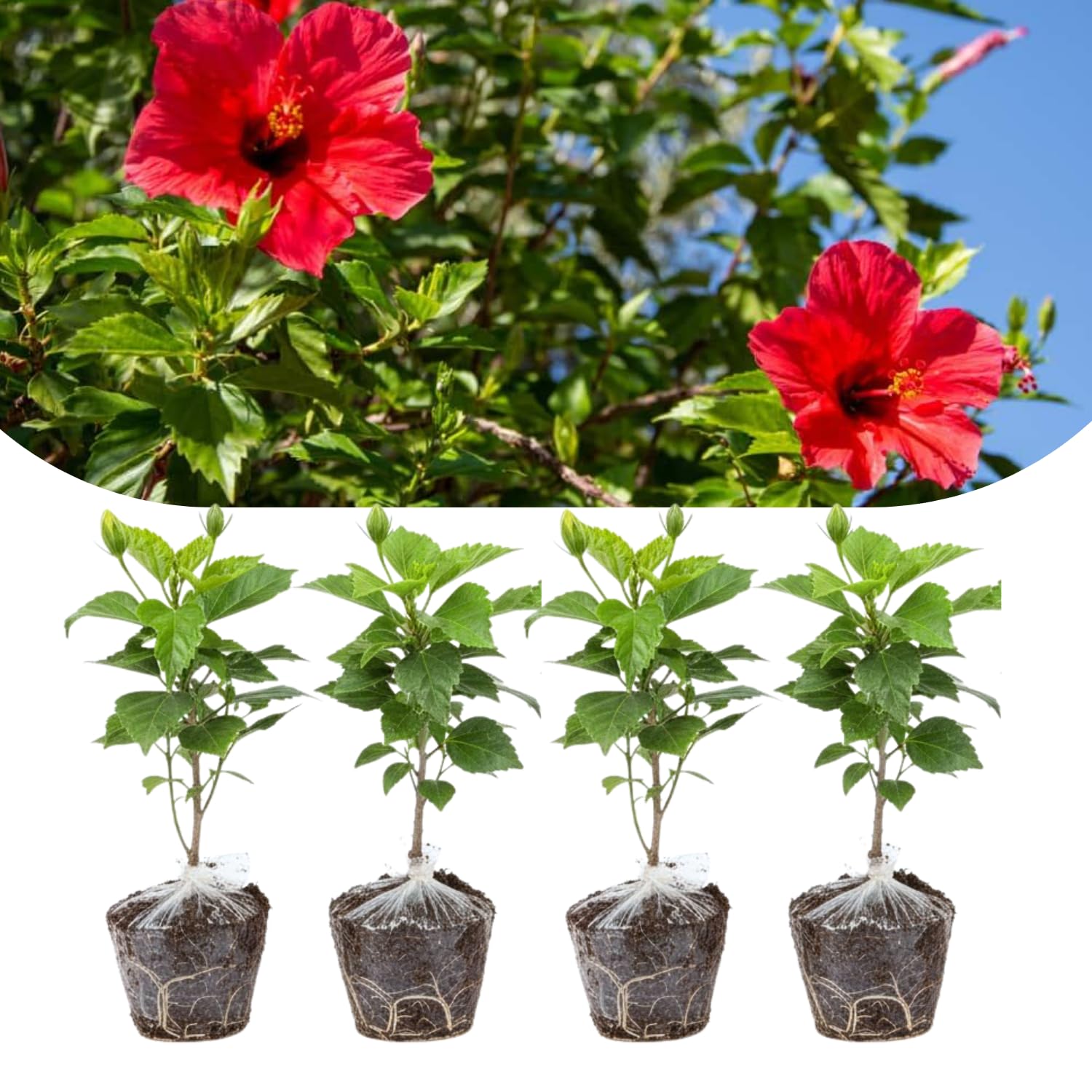 Set 4 Hibiscus Plants Live, Tropical Flowering Shrub, 4-8" Tall, Cold Hardy Bush (Red Hibiscus)