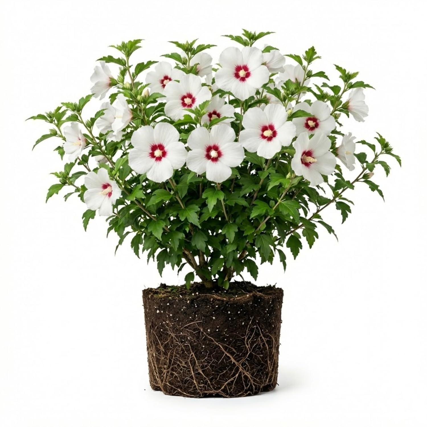 White Red Rose of Sharon Plant, Althea Hibiscus Flower 1.5-2.5 Feet Tall, Vibrant Althea Bloom for Outdoor