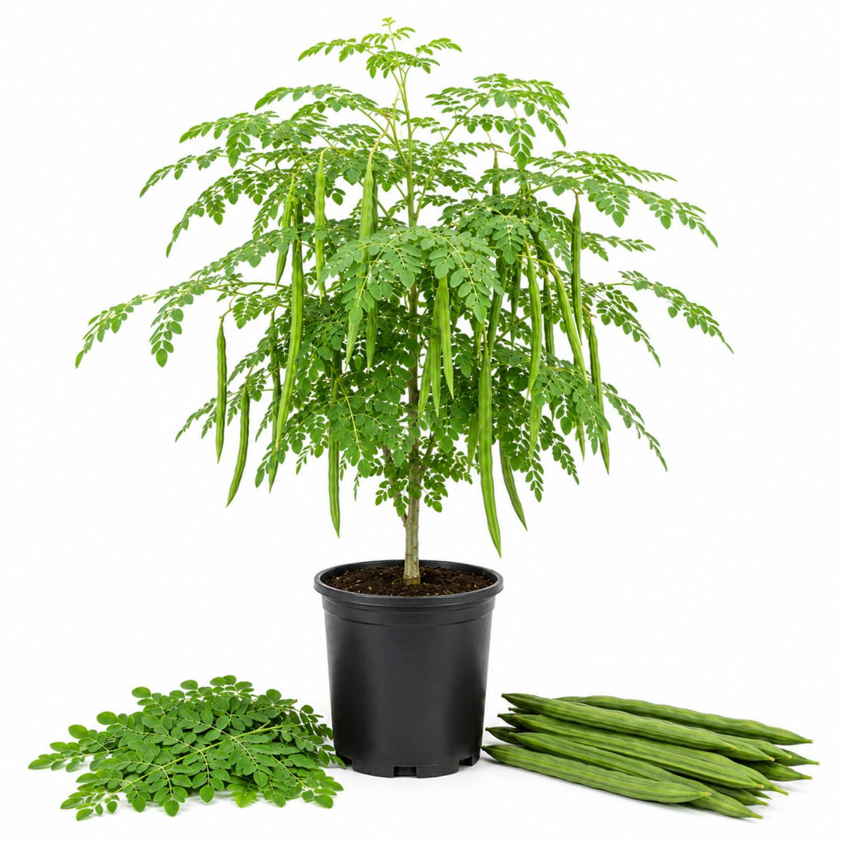 Moringa Tree Live Plant 2-3 Ft Tall in 1 Gallon Pot, Hardy Moringa Oleifera Tree, Horseradish Drumstick Plant, Outdoor Growing, No CA