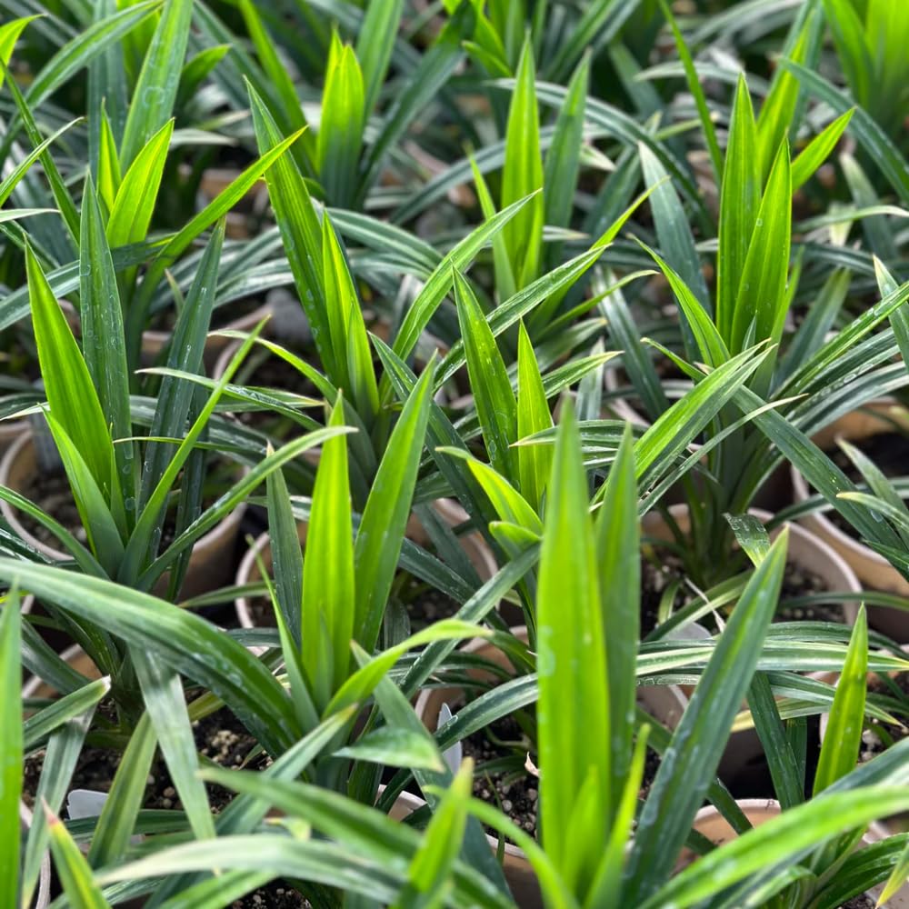 2 Pandan Plants, Live Pandan Well Rooted, Indoor Outdoor Growing 5 Inches Tall